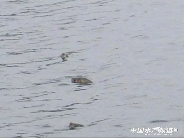 鱼病发病期,治疗鱼病的药物