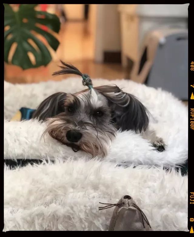 狗年除夕夜|那些上过《安邸AD》的狗朋友们怎么样了?