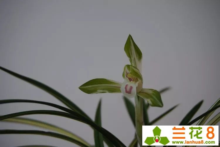 兰花叶子上都是小黑点怎么处理,兰花叶片有小黑点怎么处理