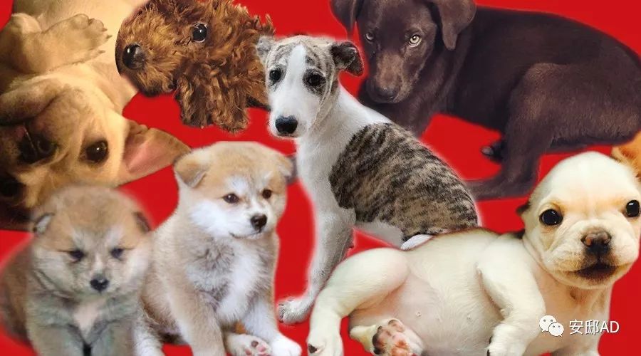 狗年除夕夜｜那些上过《安邸AD》的狗朋友们怎么样了？