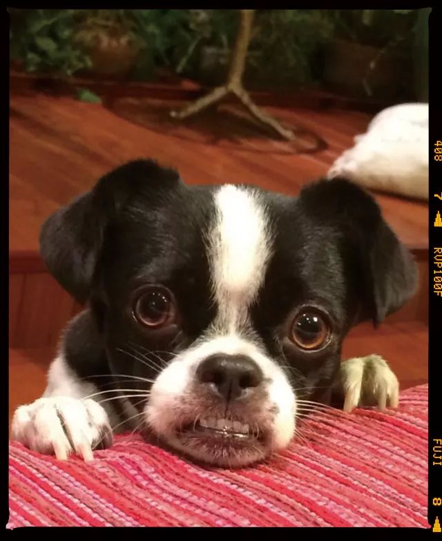 狗年除夕夜|那些上过《安邸AD》的狗朋友们怎么样了?