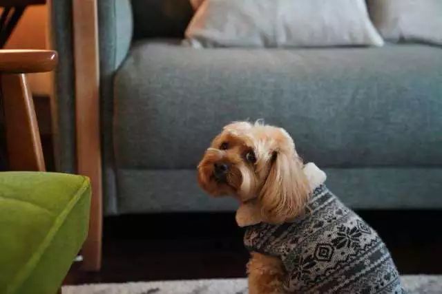 狗年除夕夜|那些上过《安邸AD》的狗朋友们怎么样了?