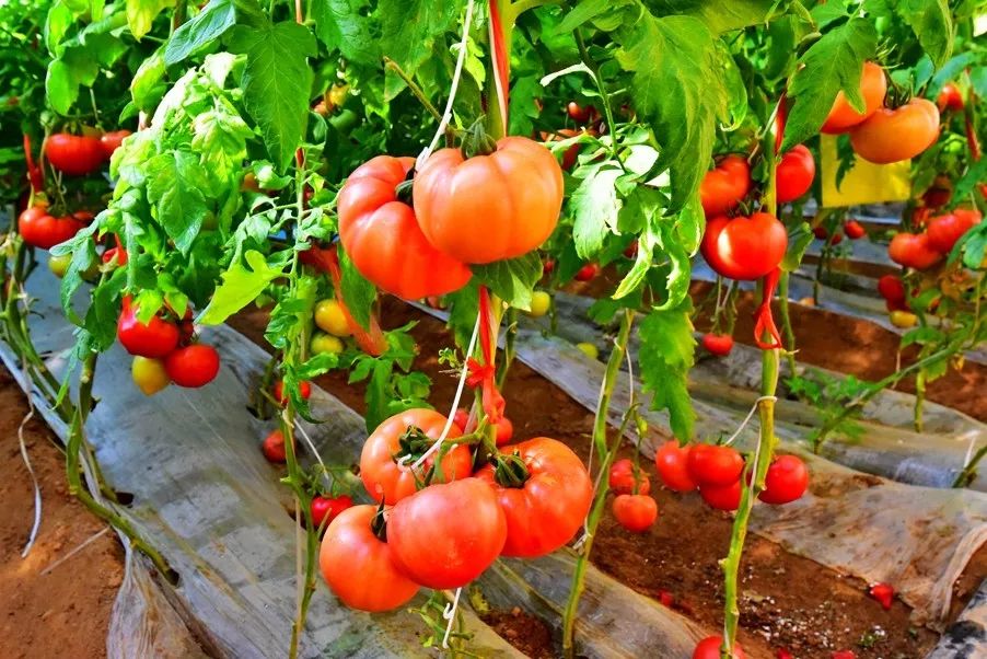 洛阳日报孟津讲了啥,洛阳日报孟津