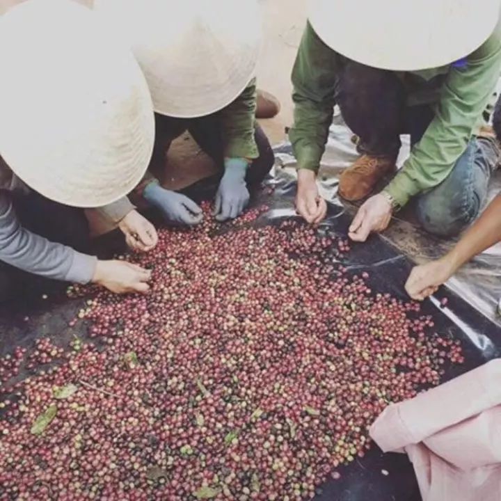 最好的正宗越南咖啡,越南咖啡巴拿马咖啡