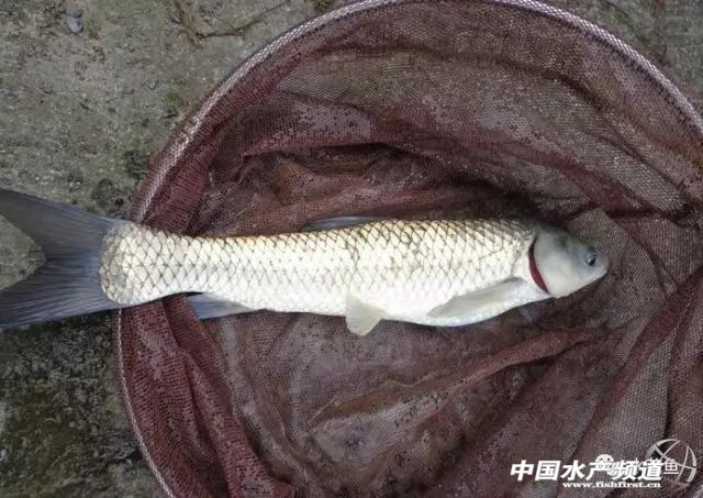 鱼病发病期,治疗鱼病的药物