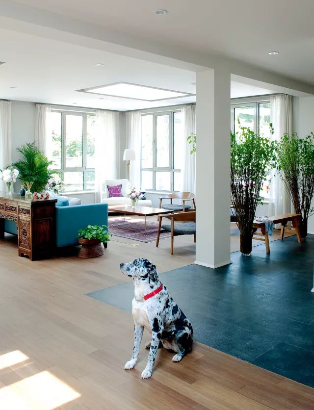 狗年除夕夜|那些上过《安邸AD》的狗朋友们怎么样了?