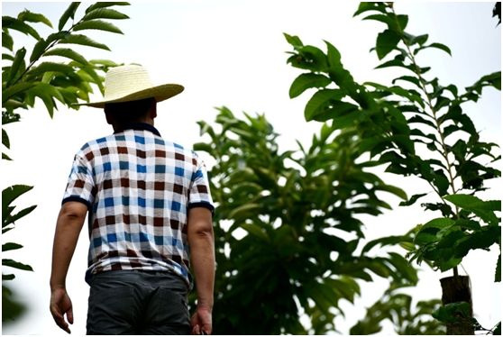 我心永恒书法,我心永恒湖南