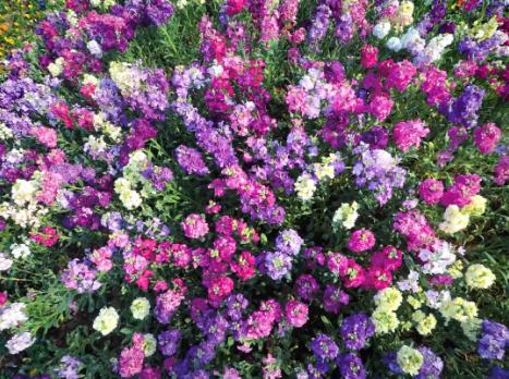 广州花街海心沙,广州海心沙时尚花市