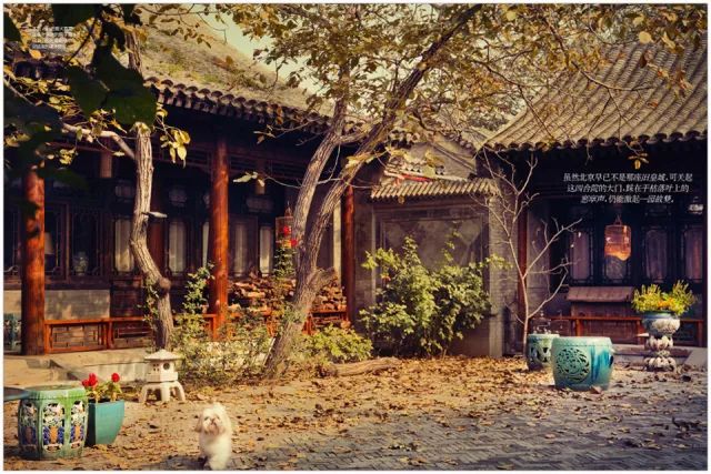 狗年除夕夜|那些上过《安邸AD》的狗朋友们怎么样了?