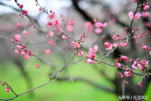 武汉春节新玩法,有一种过年叫宅在家里
