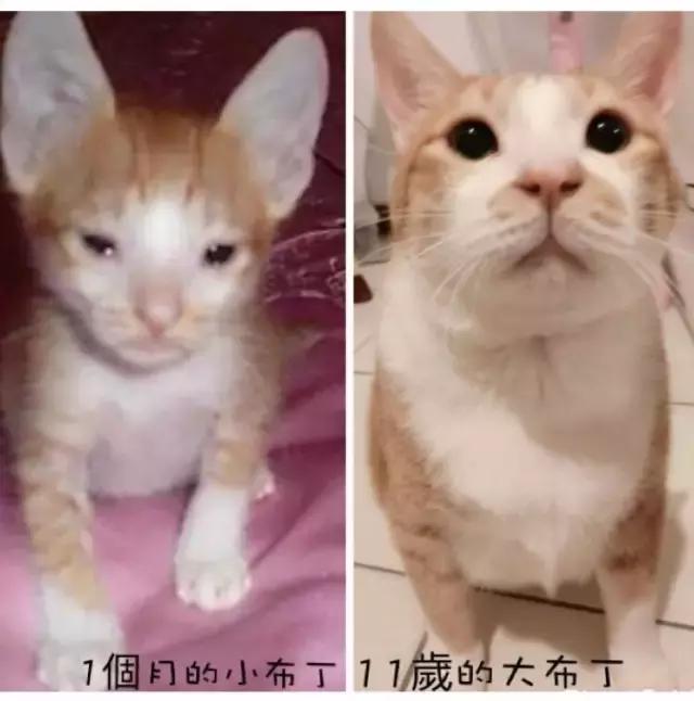 美了!胖猫竟然爱上了敷面膜