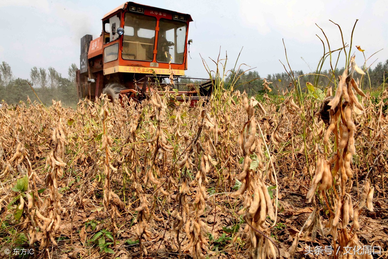 文化周口|河南周口淮阳县曹河乡