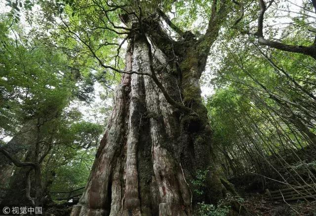 蛙不着家!空巢老母亲就将它去的地方、买的珍品统统扒了一遍!