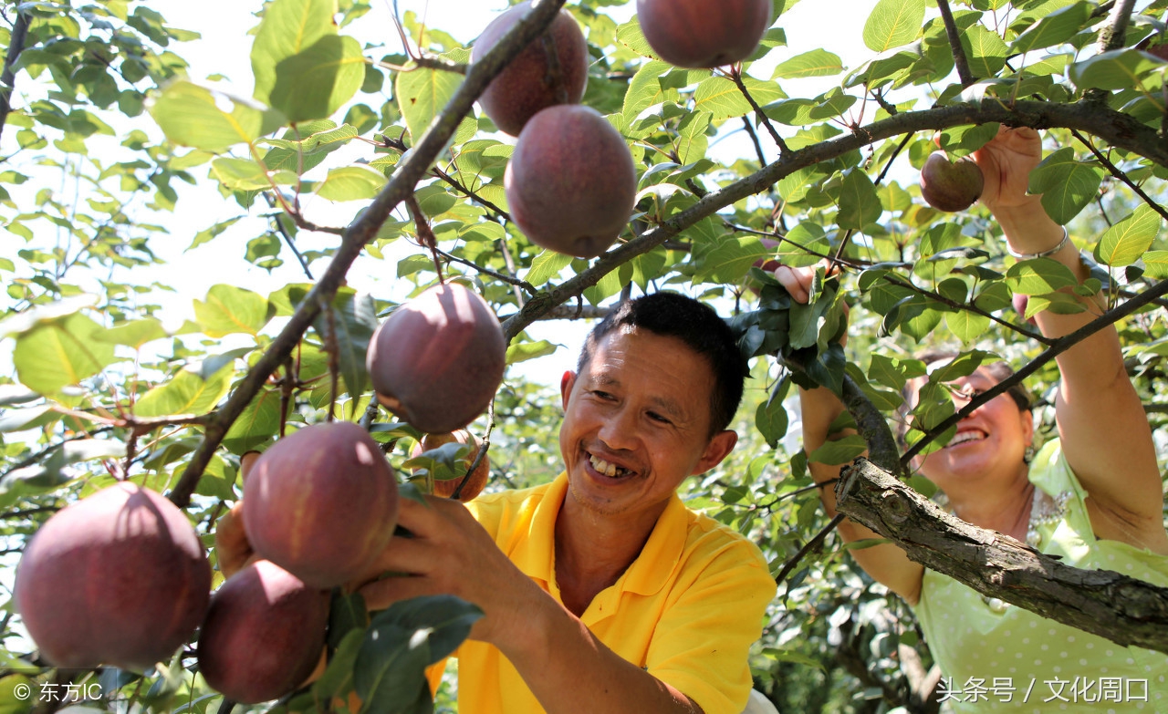 文化周口|河南周口淮阳县曹河乡