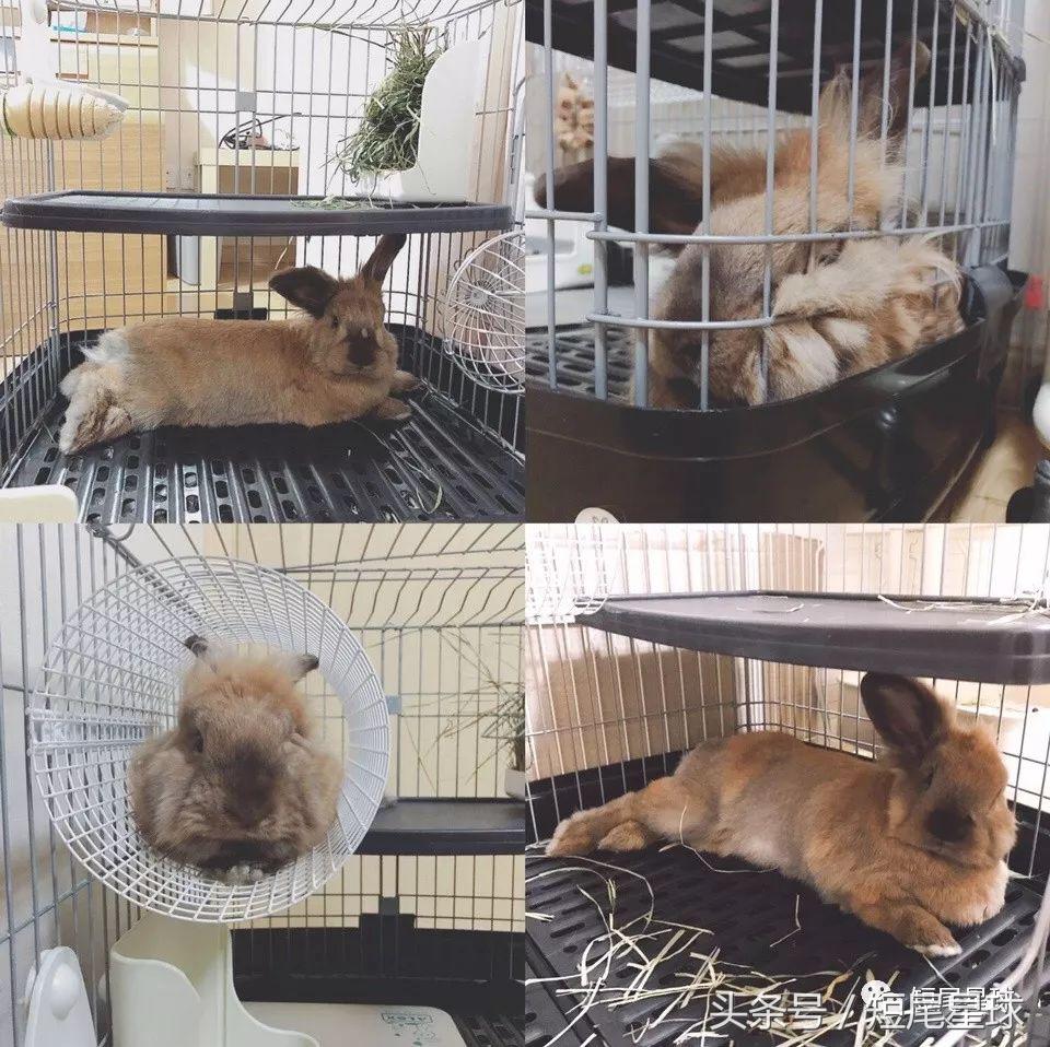 哪种兔笼比较好,兔笼有几种款式