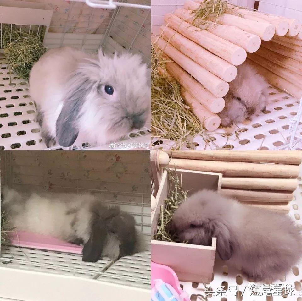 哪种兔笼比较好,兔笼有几种款式