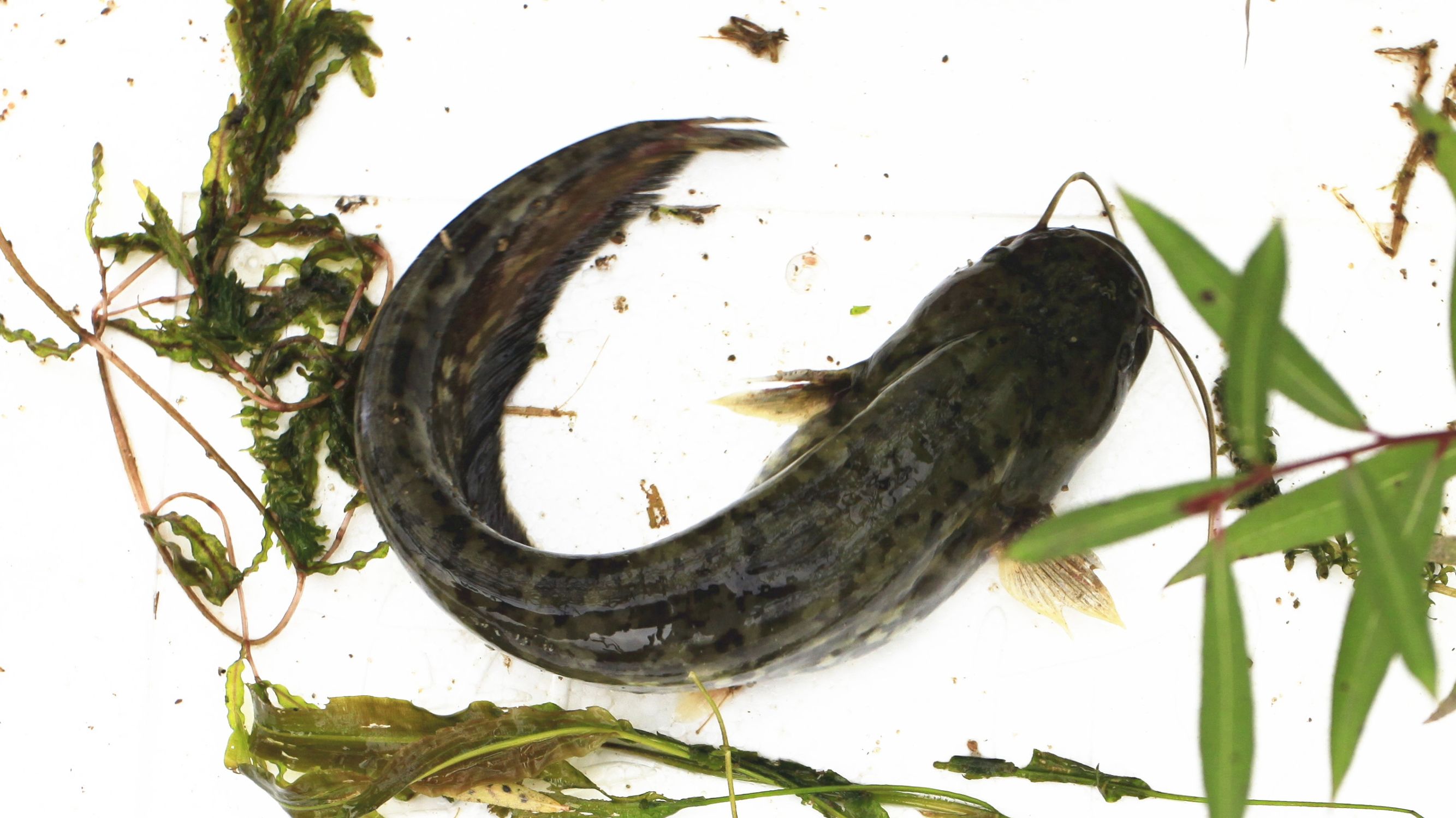 野钓意境图,意境泛舟钓鱼图