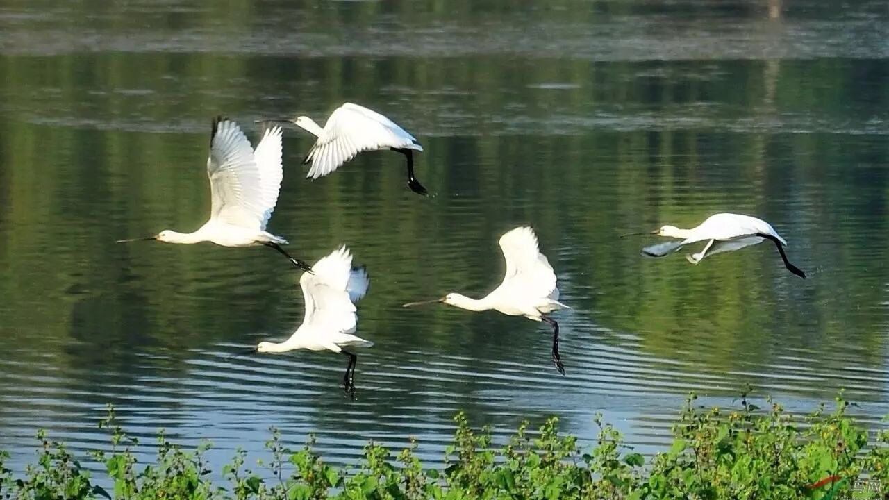 河南五十个试点县名单公示,最新河南试点县的名单是哪里