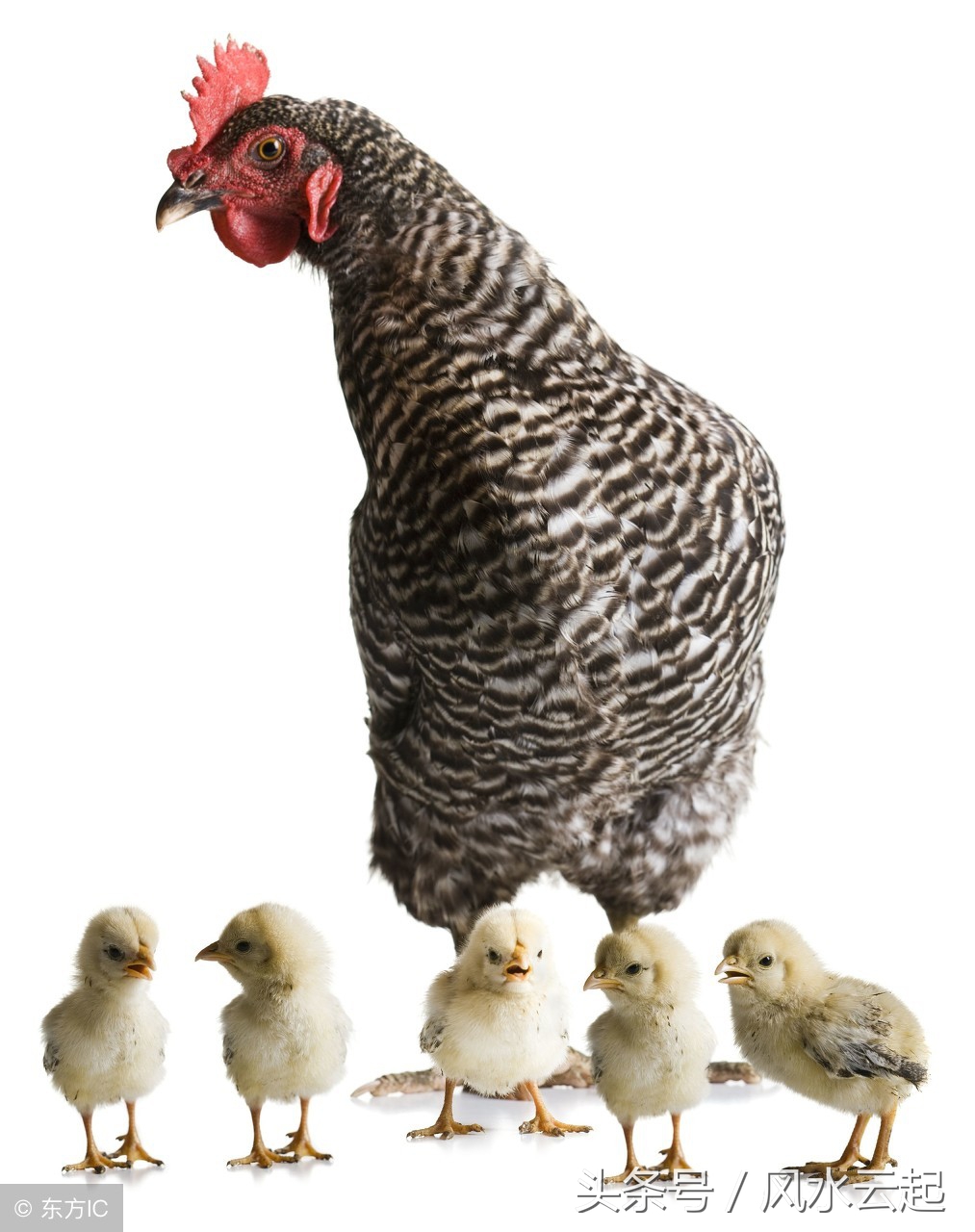 湖南湘西农村适合创业的好项目,农村有什么好的创业项目见效快