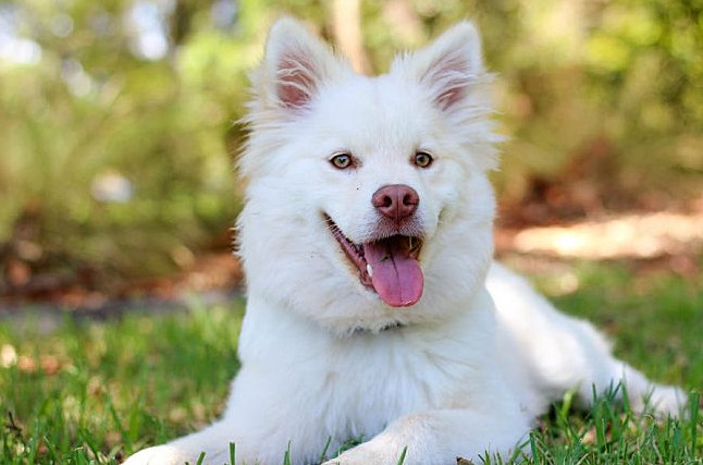 一只狗被拍卖到15万,无锡泰迪犬多少钱一只