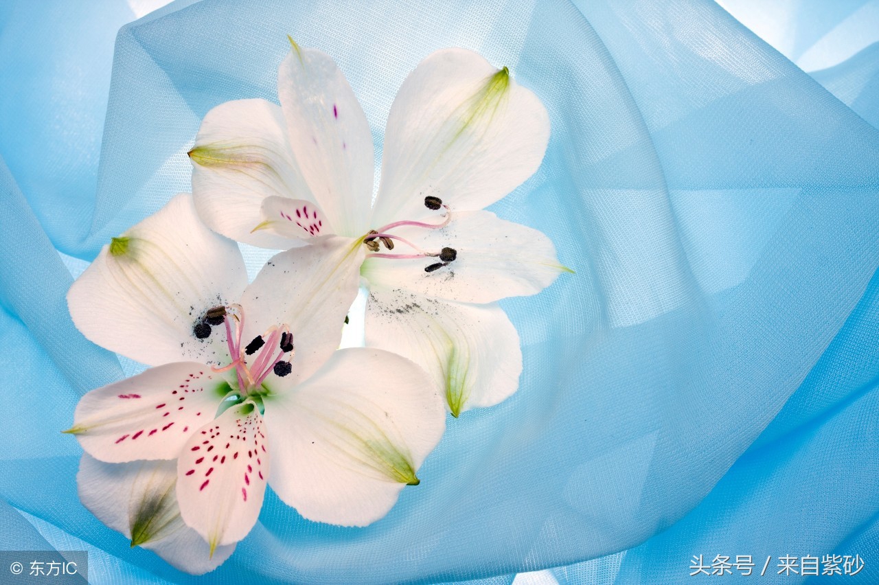 姓氏里面藏着的绝美诗,姓氏的动人情诗