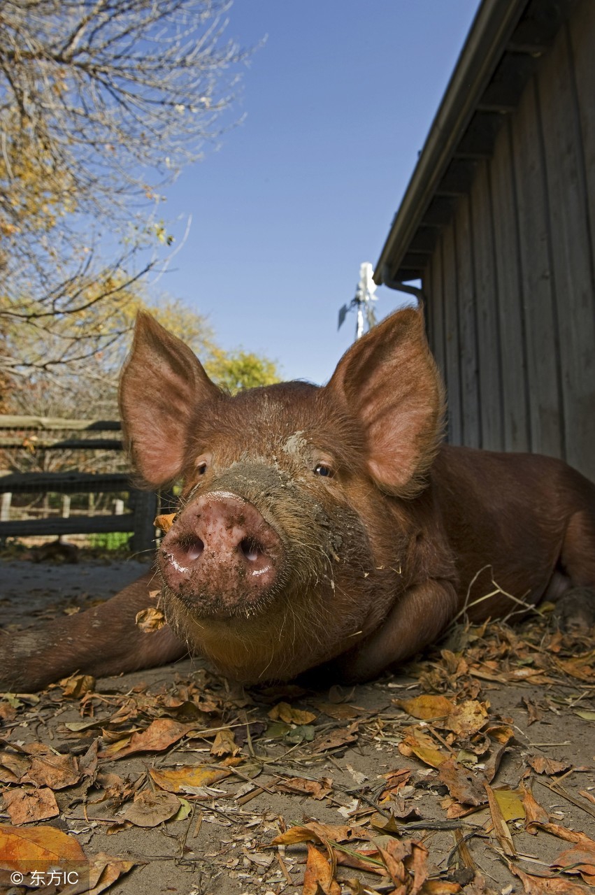 养猪知识小猪崽脱肛怎么治疗,猪脱肛做手术的正确方法