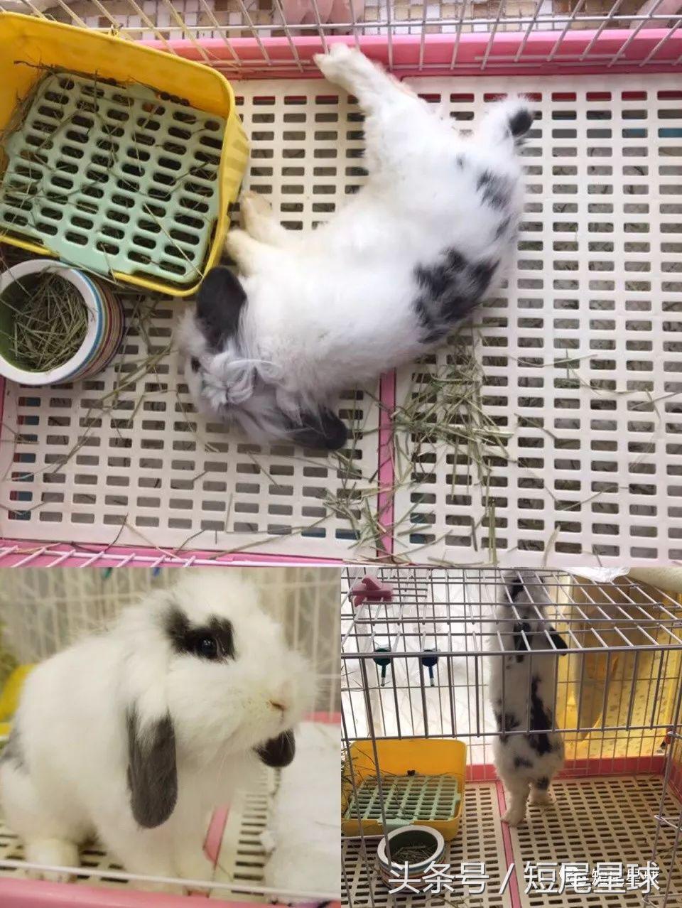 兔兔需要买多大的兔笼,兔兔的专用兔笼
