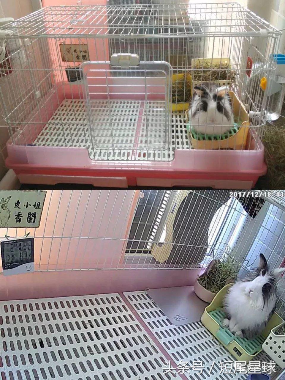 兔兔需要买多大的兔笼,兔兔的专用兔笼