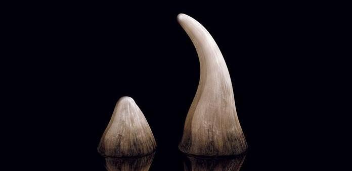 人工制造的犀角和象牙能否成为保护犀牛大象的新希望?