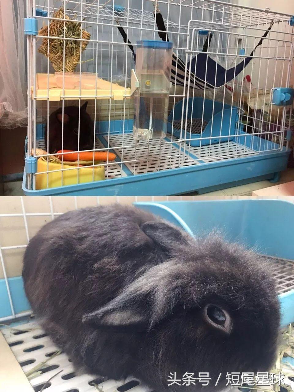 兔兔需要买多大的兔笼,兔兔的专用兔笼