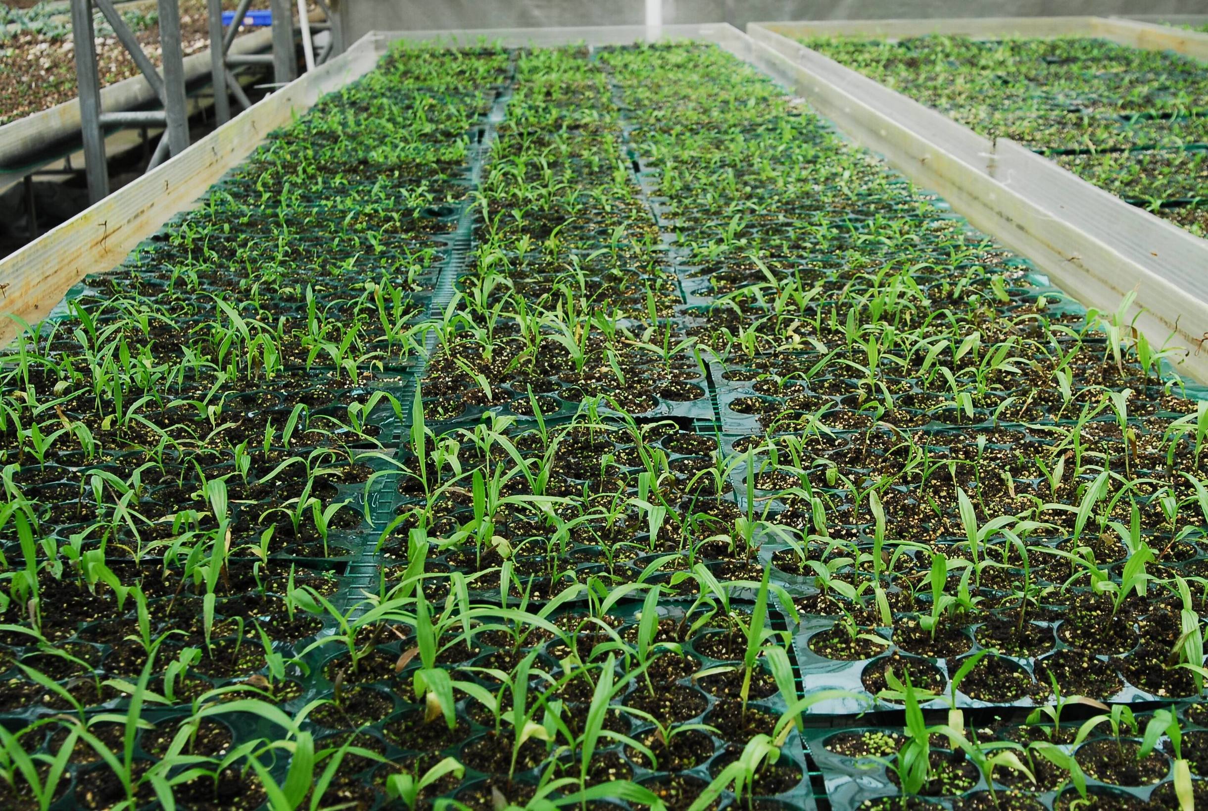 种植白芨要投资多少钱一亩地,白芨的种植前景与高效栽培技术