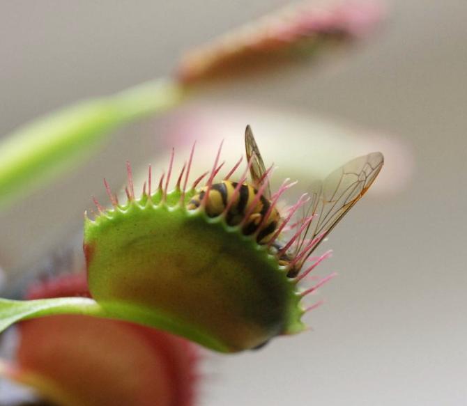食虫植物系列（物理式）：捕蝇草的“血盆大口”