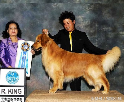 纯种小金毛犬多少钱一只呢,小金毛犬大概多少钱一只