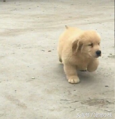 纯种小金毛犬多少钱一只呢,小金毛犬大概多少钱一只