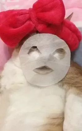 胖猫特别爱美，敷面膜的时候就像是一个小贵妇