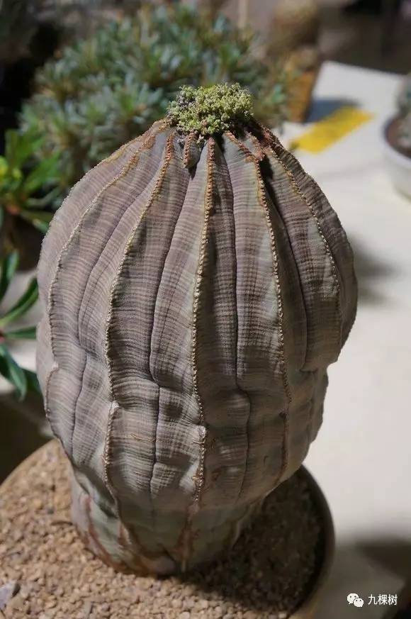 多肉万象最贵的品种,全世界最贵的多肉植物都有哪些