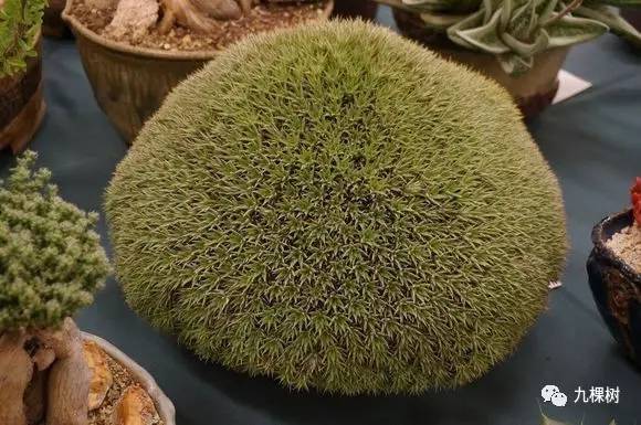 多肉万象最贵的品种,全世界最贵的多肉植物都有哪些