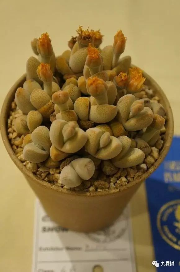 多肉万象最贵的品种,全世界最贵的多肉植物都有哪些