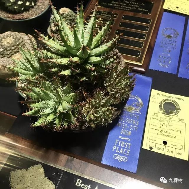 多肉万象最贵的品种,全世界最贵的多肉植物都有哪些