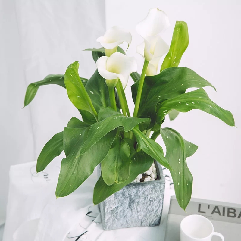 马蹄莲花盆景欣赏,马蹄莲造型图片大全