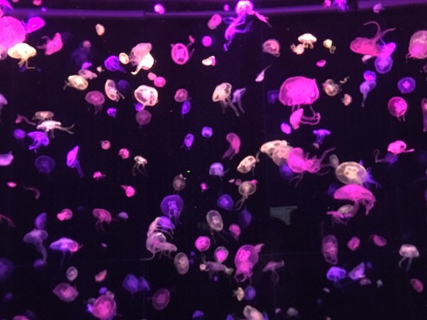 珠海长隆海洋王国宣传片,珠海长隆海洋王国