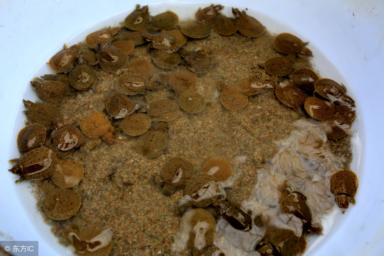 野生甲鱼养殖技术和注意事项,仿野生甲鱼养殖技术大全