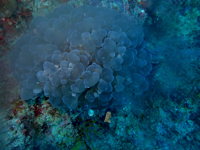 菲律宾科隆群岛游,菲律宾巴拉望科隆群岛自由行