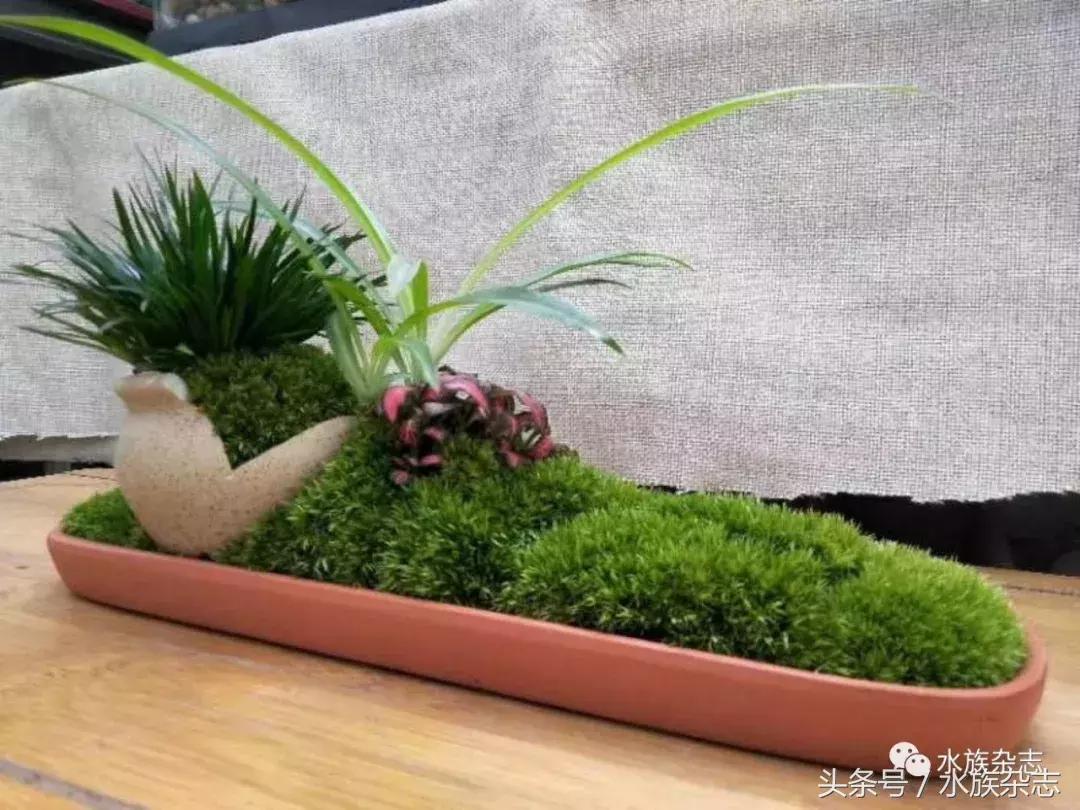 水陆雨林造景价格,水陆雨林造景之苔藓篇