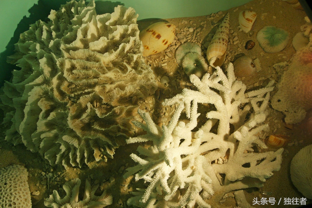 东方夏威夷是指亚龙湾吗,世界三大湾亚龙湾夏威夷