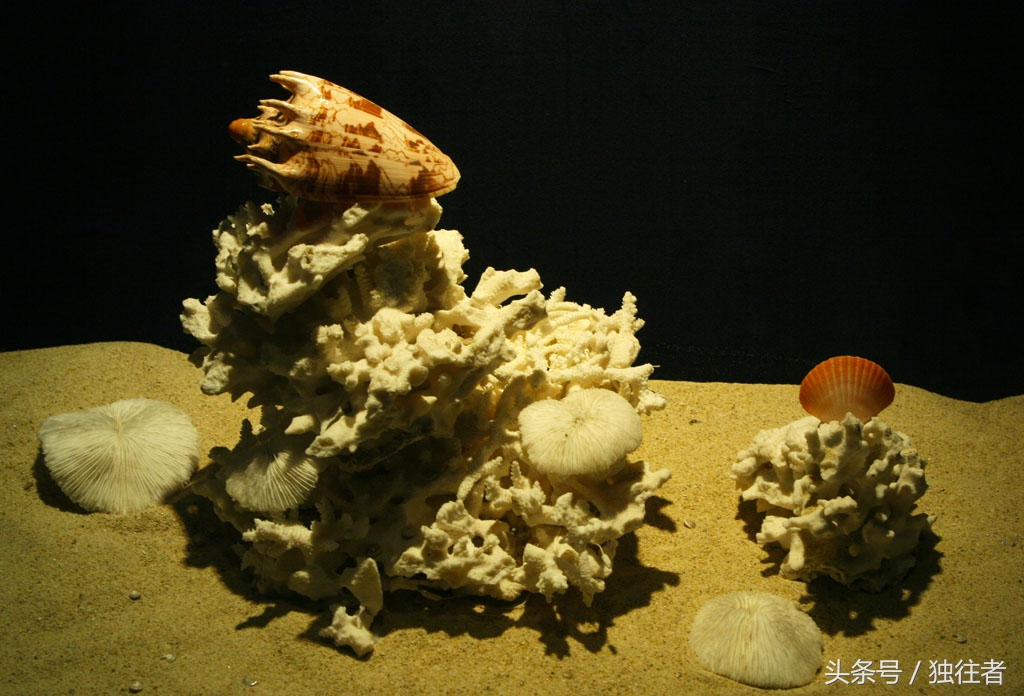 东方夏威夷是指亚龙湾吗,世界三大湾亚龙湾夏威夷