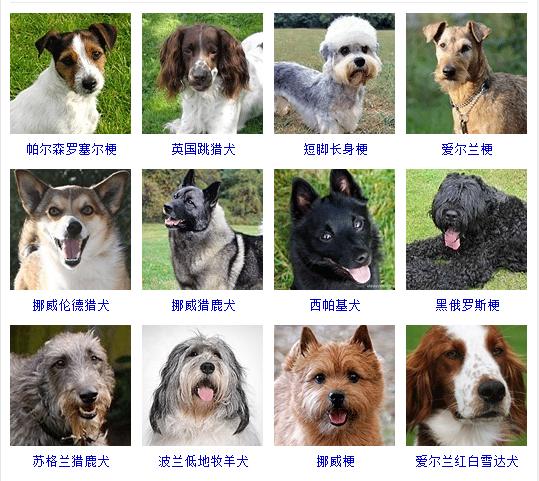 狗狗十大品种大全及图片,狗狗常见品种及图片名称