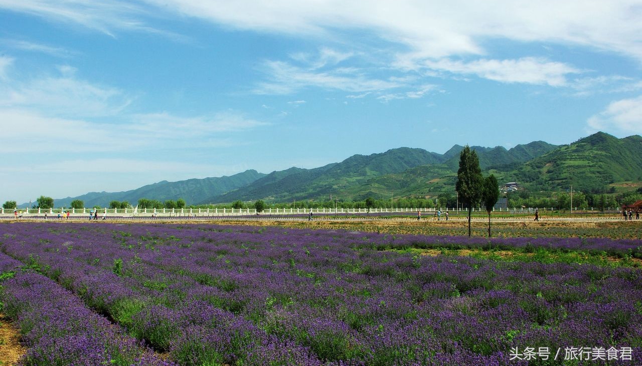 西安附近薰衣草庄园有哪些,西安周边薰衣草景区有哪些
