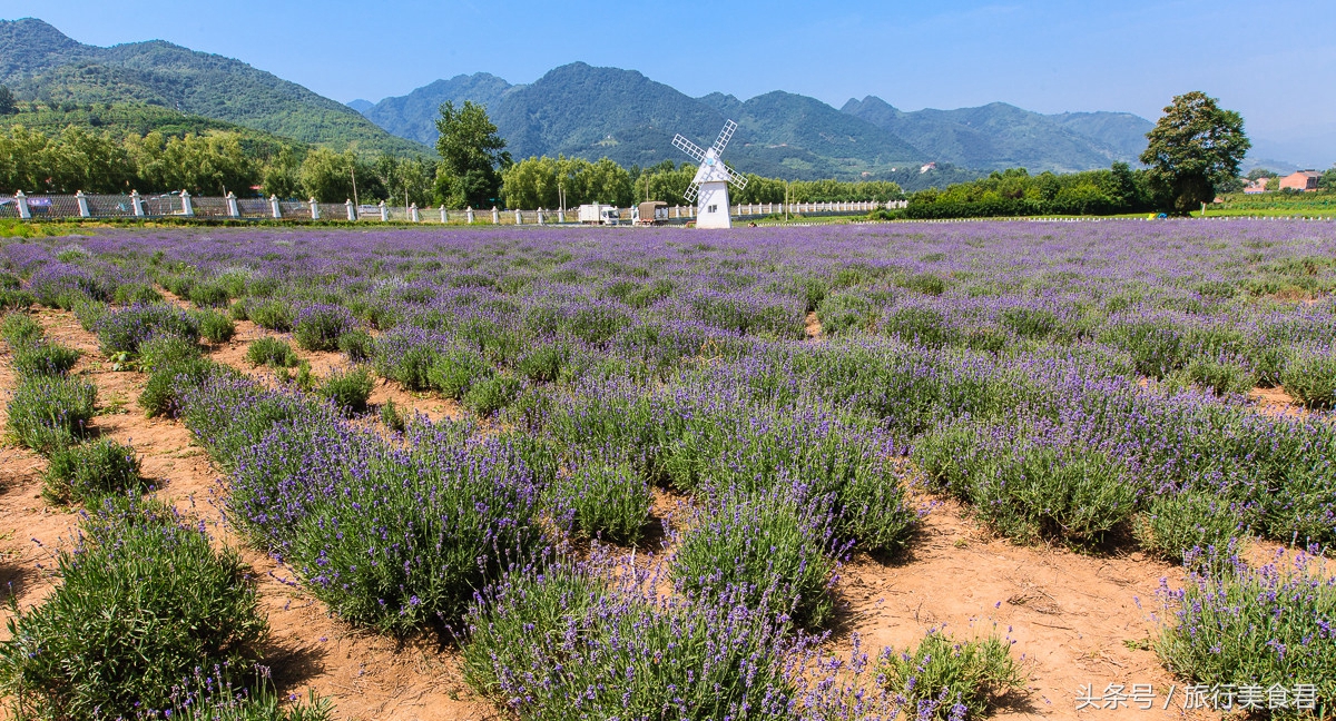 西安附近薰衣草庄园有哪些,西安周边薰衣草景区有哪些