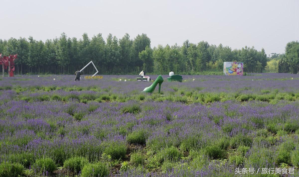 西安附近薰衣草庄园有哪些,西安周边薰衣草景区有哪些
